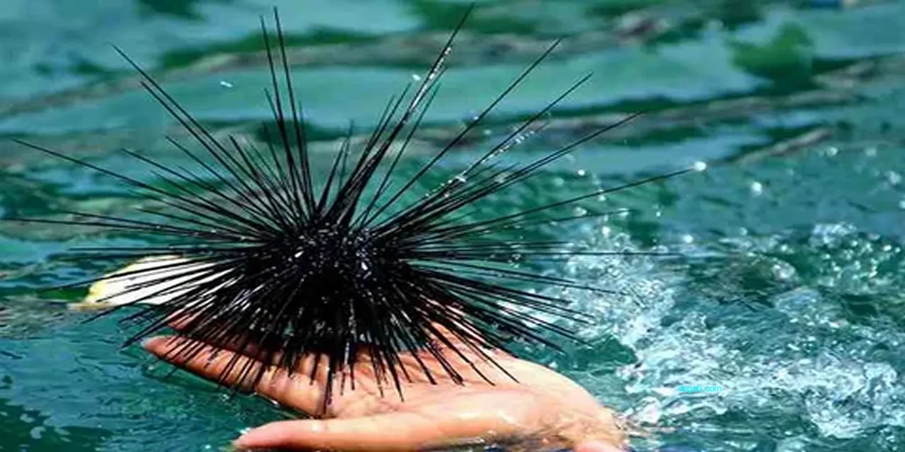 Deniz Kestanesi Nedir?